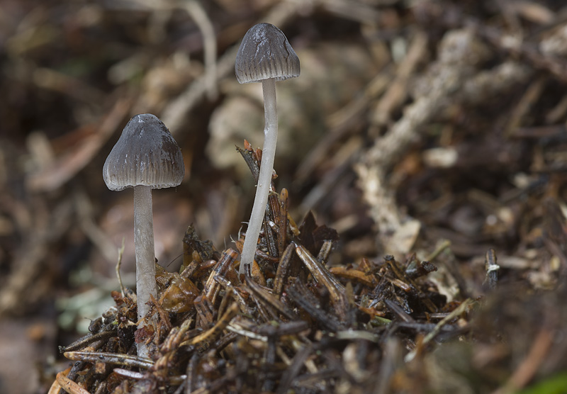 Mycena septentrionalis